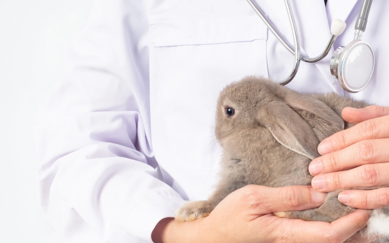 media_image-ebtq8nh5nm-1324.webp media_image-ebtq8nh5nm-1324.webp