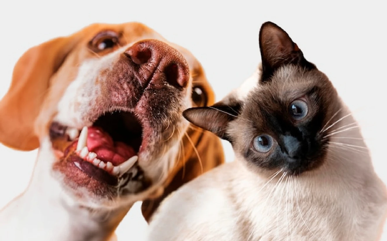 media_image-f35glziylt-1324.webp media_image-f35glziylt-1324.webp