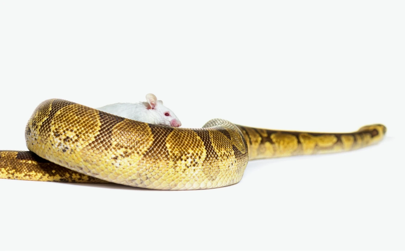 media_image-wbszk8nayg-1324.webp media_image-wbszk8nayg-1324.webp